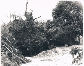 Tree Down Storm Damage