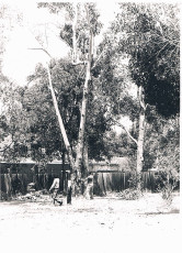 Tree Down Storm Damage