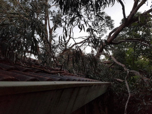 Tree on House