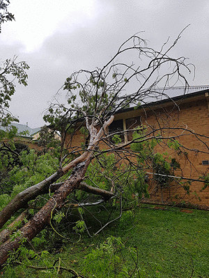 Tree on House