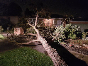 Tree Down