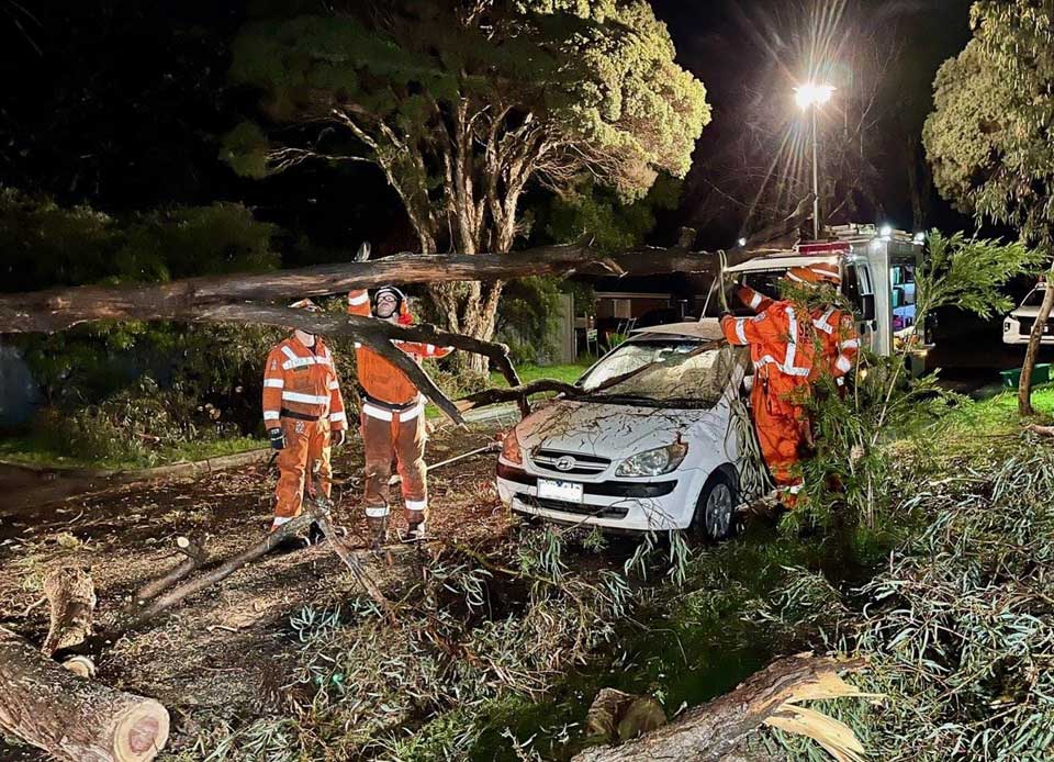 Tree on Car